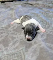 Bailey - TRT, a female Rat Terrier for sale in Jerusalem, OH – 5 of 8