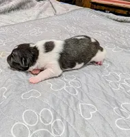 Screech , a male Rat Terrier for sale in Jerusalem, OH – 9 of 10
