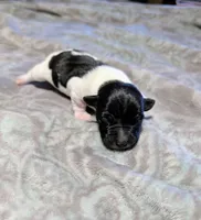 Venus - TRT, a male Rat Terrier for sale in Jerusalem, OH – 7 of 8