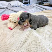 Annabelle - Rat Terrier , a female Rat Terrier for sale in Jerusalem, OH – 4 of 10