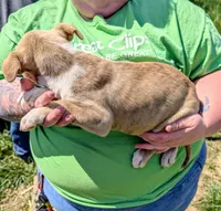 Cora, a female Siberian Husky and American Pit Bull Terrier for sale in Jerusalem, OH – 2 of 2