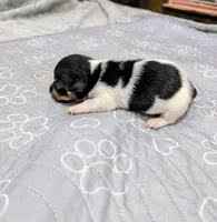 Harvey - TRT, a male Rat Terrier for sale in Jerusalem, OH – 7 of 10