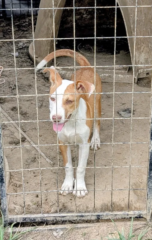 Verdie – Siberian Husky, American Pit Bull Terrier puppy for sale in Jerusalem, OH