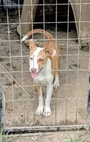 Verdie, a female Siberian Husky and American Pit Bull Terrier for sale in Jerusalem, OH – 1 of 1