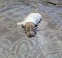 Johnny - TRT, a male Rat Terrier for sale in Jerusalem, OH – 8 of 8