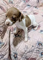 ZIVA, a female Rat Terrier for sale in Jerusalem, OH – 4 of 6