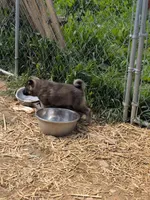 AKC - No Collar , a male Norwegian Elkhound for sale in Jerusalem, OH – 2 of 2