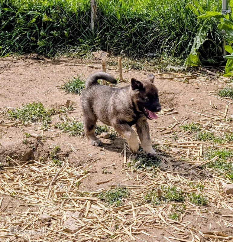 AKC - No Collar  – Norwegian Elkhound puppy for sale in Jerusalem, OH