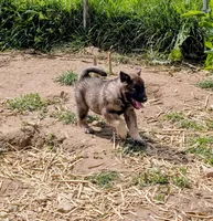 AKC - No Collar , a male Norwegian Elkhound for sale in Jerusalem, OH – 1 of 2