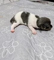 Rachel - TRT , a female Rat Terrier for sale in Jerusalem, OH – 10 of 10