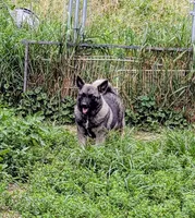 AKC - TURQUOISE, a female Norwegian Elkhound for sale in Jerusalem, OH – 1 of 4