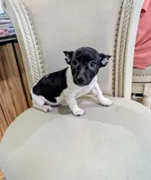 AKC - Venus - TRT, a male Rat Terrier for sale in Jerusalem, OH – 8 of 8