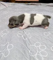 Rachel - TRT , a female Rat Terrier for sale in Jerusalem, OH – 8 of 10
