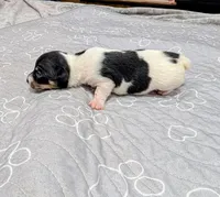 Donna - TRT, a female Rat Terrier for sale in Jerusalem, OH – 8 of 10
