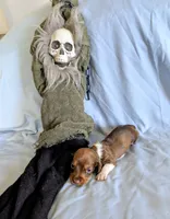 Kermit , a male Miniature Dachshund for sale in Jerusalem, OH – 10 of 10
