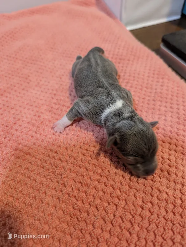 Annabelle - Rat Terrier  – Rat Terrier puppy for sale in Jerusalem, OH