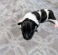 AKC - Venus - TRT, a male Rat Terrier for sale in Jerusalem, OH – 4 of 10