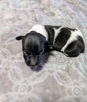 AKC - Venus - TRT, a male Rat Terrier for sale in Jerusalem, OH – 6 of 10