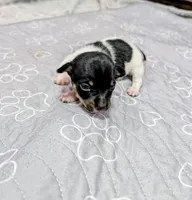 Harvey - TRT, a male Rat Terrier for sale in Jerusalem, OH – 3 of 10