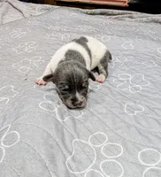 Rachel - TRT , a female Rat Terrier for sale in Jerusalem, OH – 9 of 10