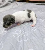 Louis - TRT , a male Rat Terrier for sale in Jerusalem, OH – 1 of 10