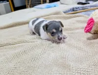 Freddy - Mini Rat , a male Rat Terrier for sale in Jerusalem, OH – 5 of 10