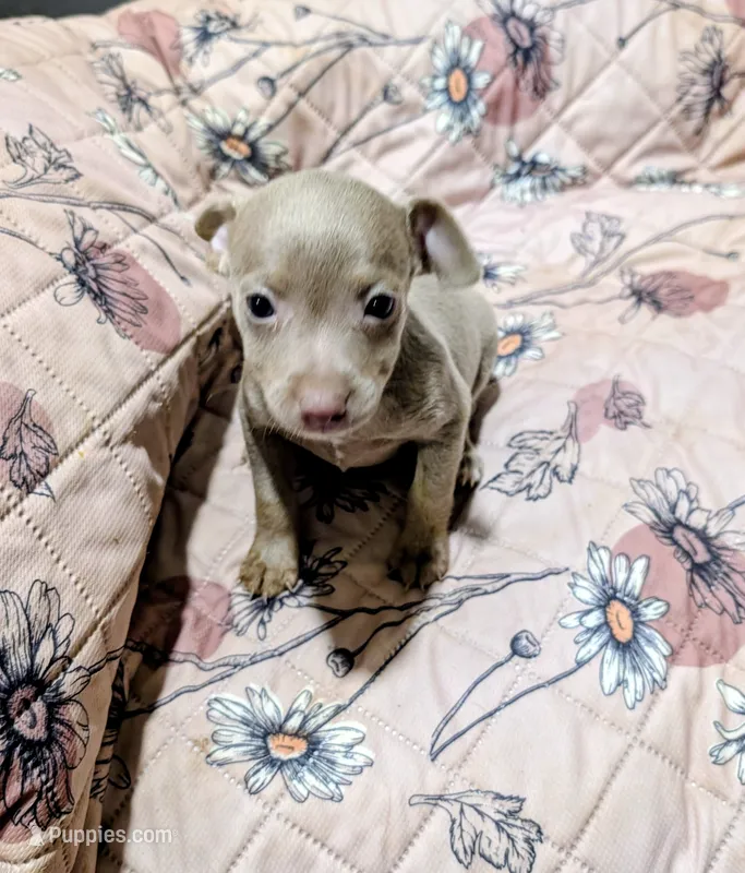 ABBY – Rat Terrier puppy for sale in Jerusalem, OH