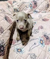 ABBY, a female Rat Terrier for sale in Jerusalem, OH – 1 of 7