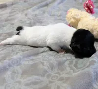 AKC - Les - TRT, a male Rat Terrier for sale in Jerusalem, OH – 3 of 9