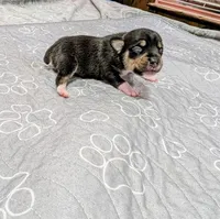 Alex, a male Rat Terrier for sale in Jerusalem, OH – 4 of 10