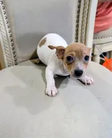 AKC - Johnny - TRT, a male Rat Terrier for sale in Jerusalem, OH – 5 of 8