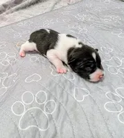 Screech , a male Rat Terrier for sale in Jerusalem, OH – 4 of 10
