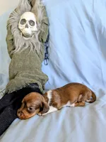 Kermit , a male Miniature Dachshund for sale in Jerusalem, OH – 3 of 10