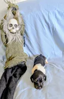 Beaker, a male Miniature Dachshund for sale in Jerusalem, OH – 2 of 9