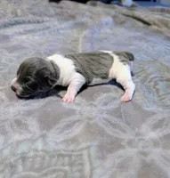 Bailey - TRT, a female Rat Terrier for sale in Jerusalem, OH – 3 of 8