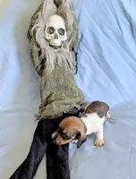 Scooter, a male Miniature Dachshund for sale in Jerusalem, OH – 2 of 5