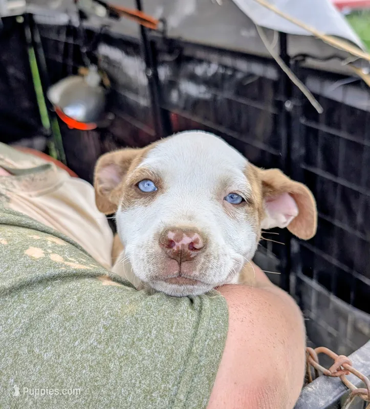 Ellen – Siberian Husky, American Pit Bull Terrier puppy for sale in Jerusalem, OH