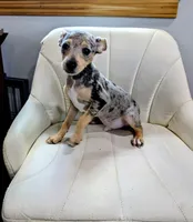 Harry , a male Rat Terrier for sale in Jerusalem, OH – 9 of 10