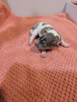 Freddy - Mini Rat , a male Rat Terrier for sale in Jerusalem, OH – 4 of 4