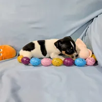 Marsha-TRT, a female Rat Terrier for sale in Jerusalem, OH – Photo 5 of 10