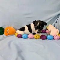 Marsha-TRT, a female Rat Terrier for sale in Jerusalem, OH – Photo 4 of 10