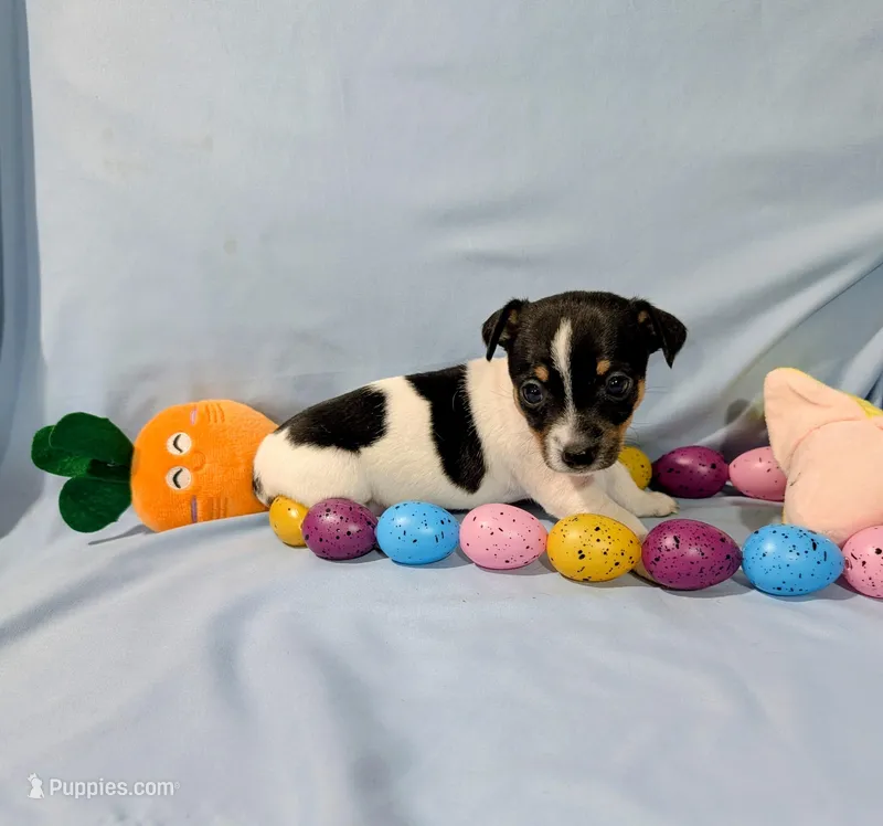 Marsha-TRT – Rat Terrier puppy for sale in Jerusalem, OH
