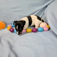 Marsha-TRT, a female Rat Terrier for sale in Jerusalem, OH – Photo 10 of 10