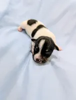 Marsha-TRT, a female Rat Terrier for sale in Jerusalem, OH – Photo 3 of 5