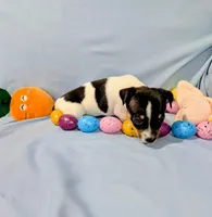 Marsha-TRT, a female Rat Terrier for sale in Jerusalem, OH – Photo 3 of 10