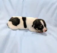 Marsha-TRT, a female Rat Terrier for sale in Jerusalem, OH – Photo 2 of 5