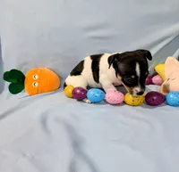 Marsha-TRT, a female Rat Terrier for sale in Jerusalem, OH – Photo 2 of 10