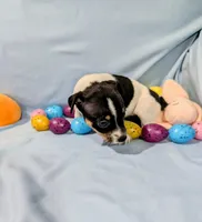 Marsha-TRT, a female Rat Terrier for sale in Jerusalem, OH – Photo 7 of 10