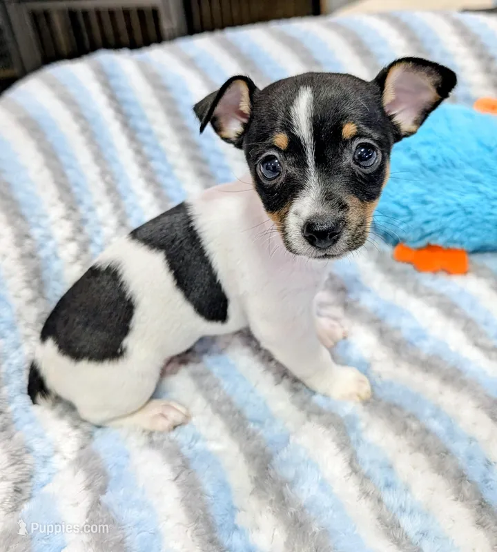 Marsha-TRT – Rat Terrier puppy for sale in Jerusalem, OH
