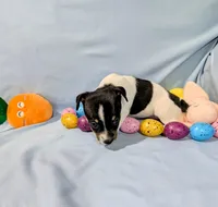 Marsha-TRT, a female Rat Terrier for sale in Jerusalem, OH – Photo 9 of 10